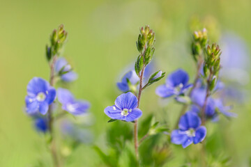 Veronica chamaedrys, the germander speedwell, bird's-eye speedwell, or cat's eyes, is an herbaceous perennial plant in  family Plantaginaceae.