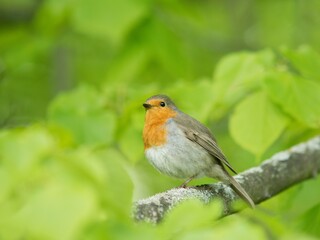 robin on a fence