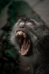 monkey showing teeth and yawning