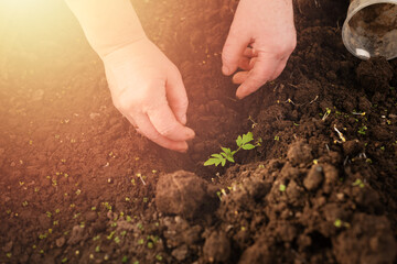 female hands plant tomato seedlings in the ground
