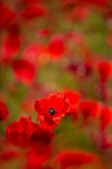 Obraz premium Summer Poppys