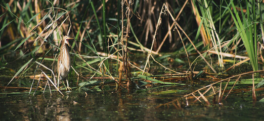 Young little bittern (Ixobrychus minutus) in the reeds