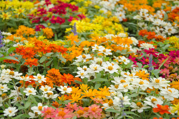 Beautiful colored zinnia flowers in the garden