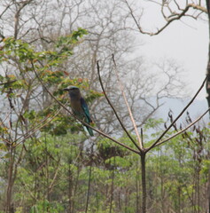 Bird resting on branch