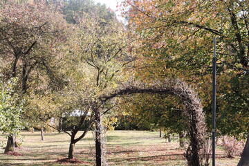 Jesienny ogród (arbores autumnales Hortus)