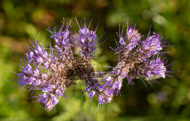 Polne fioletowe kwiaty. Drobne płatki. Dzika roslinnosc. Odpoczynek na lonie natury. Dlugie preciki kwiatu. Pole pod lasem. Tereny wiejskie. © ff25