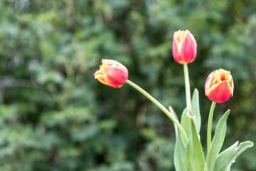 Three pink tulips on a green background with the ability to copy space.