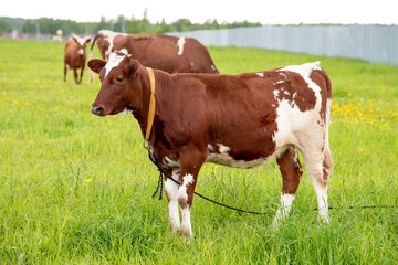 A young, brown cow with small horns grazes in a meadow on a leash.