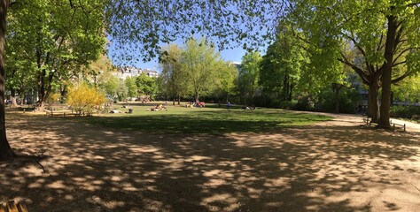 Adorable sweet fluffy wire haired fox terrier