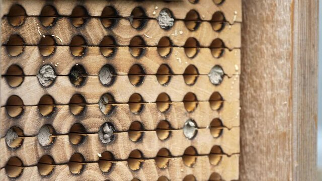 Close up of female mason bees (Osmia conjuncta) entering and leaving wooden hive cavities to build nests. 