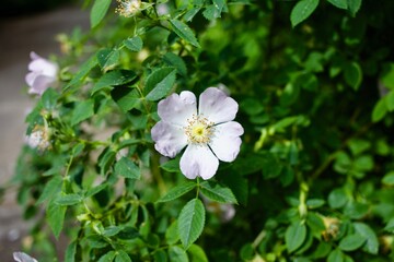 Close up of single pink rose