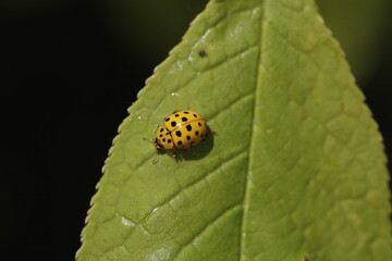 Twenty-two spot yellow and black ladybird Psyllobora vigintiduopunctata eats powdery mildew on bird...