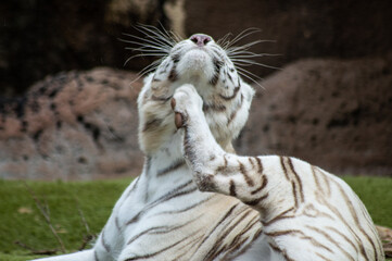 Tigre Blanco arrascandose