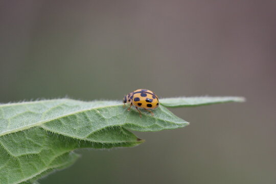 Close up of the 14-spotted ladybird, propylea quatuordecimpunctata on the leaf