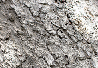 White painted tree bark close-up. Wood texture