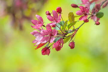 magnificent blooming Paradise Apple tree