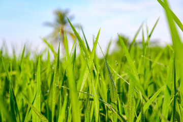 Green grass of growing rice close up with blurry background