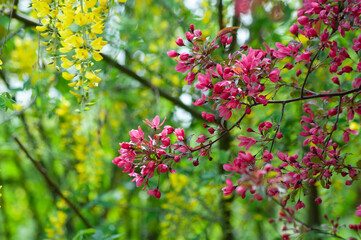 magnificent blooming Paradise Apple tree