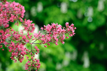 magnificent blooming Paradise Apple tree