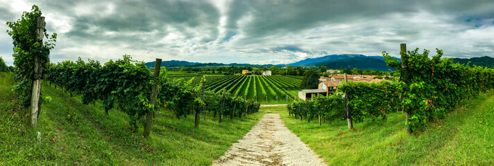 Panoramic View of path leading to a Vineyard Tuscany Italy 