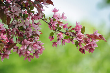 magnificent blooming Paradise Apple tree