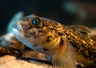 Round goby (Neogobius melanostomus) in an underwater environment, close-up