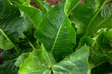 green Horseradish Armoracia rusticana plant with big leaves in summer kitchen garden
