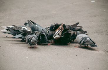 A flock of pigeons eats on the street