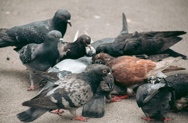 Fototapeta premium A flock of pigeons eats on the street