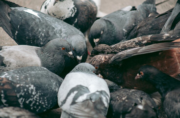 Naklejka premium A flock of pigeons eats on the street