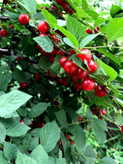 Red berries of a felt cherry on the branches. Close up photo.