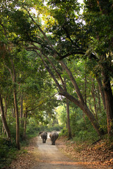 Asiatic elephants on the roads of Jim Corbett National Park