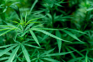 Hemp - medical plants, Cannabis is a genus of flowering plants , beautiful wallpaper background.