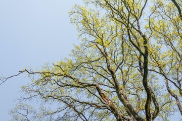 Oak tree from below in the spring in The Netherlands.