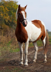 Obraz premium Portrait of the pinto mare against the autumn background 