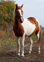 Portrait of the pinto mare against the autumn 
 background 