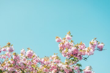 Prunus serrulate, cherry blossoms tree in the springtime with text or copy space.