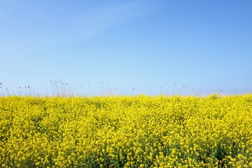 Obraz premium Dyke with rapeseed or Brassica napus flowers, colza flowers, blooming in the Vlietlanden in Leidschendam, The Netherlands.