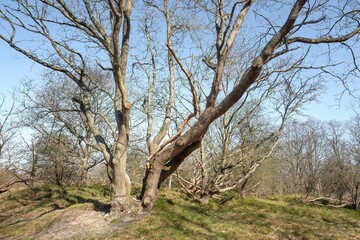 Fototapeta premium Oak trees in the winter in nature reserve Meijendel, The Netherlands.