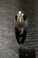 heron watching water