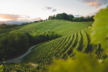 Italian vineyards countryside at sunset, Friuli Venezia Giulia, Udine Province, Aquila del Torre. 