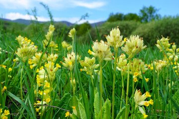 Spring flowers Primula veris (cowslip, cowslip primrose)  on a green meadow in mountains. Medicinal plant in the natural environment