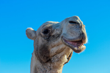 Close up of camel head smiling