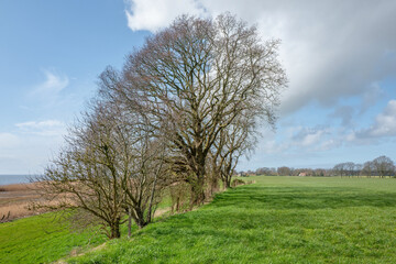 Landscape with trees at the Oudemirdumer Klif in Friesland, the Netherlands.