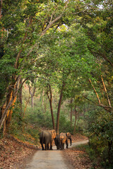 Fototapeta na wymiar Elephants in the beautiful dense forest of Jim Corbett National Park