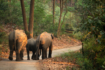 Fototapeta premium Asiatic elephants moving on the roads of Jim Corbett National Park