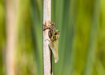 A dragonfly hatches out of its nymph