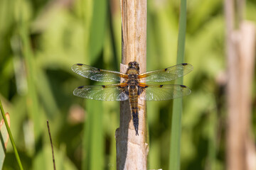 A Four Spotted Chaser dragonfly, Libellula quadrimaculata, perched on a reed