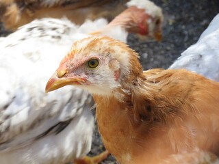 chicken in the farm