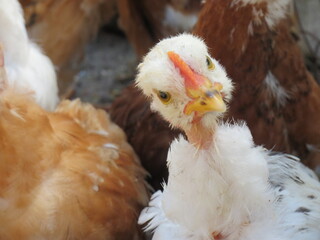 chicken giving a look with question